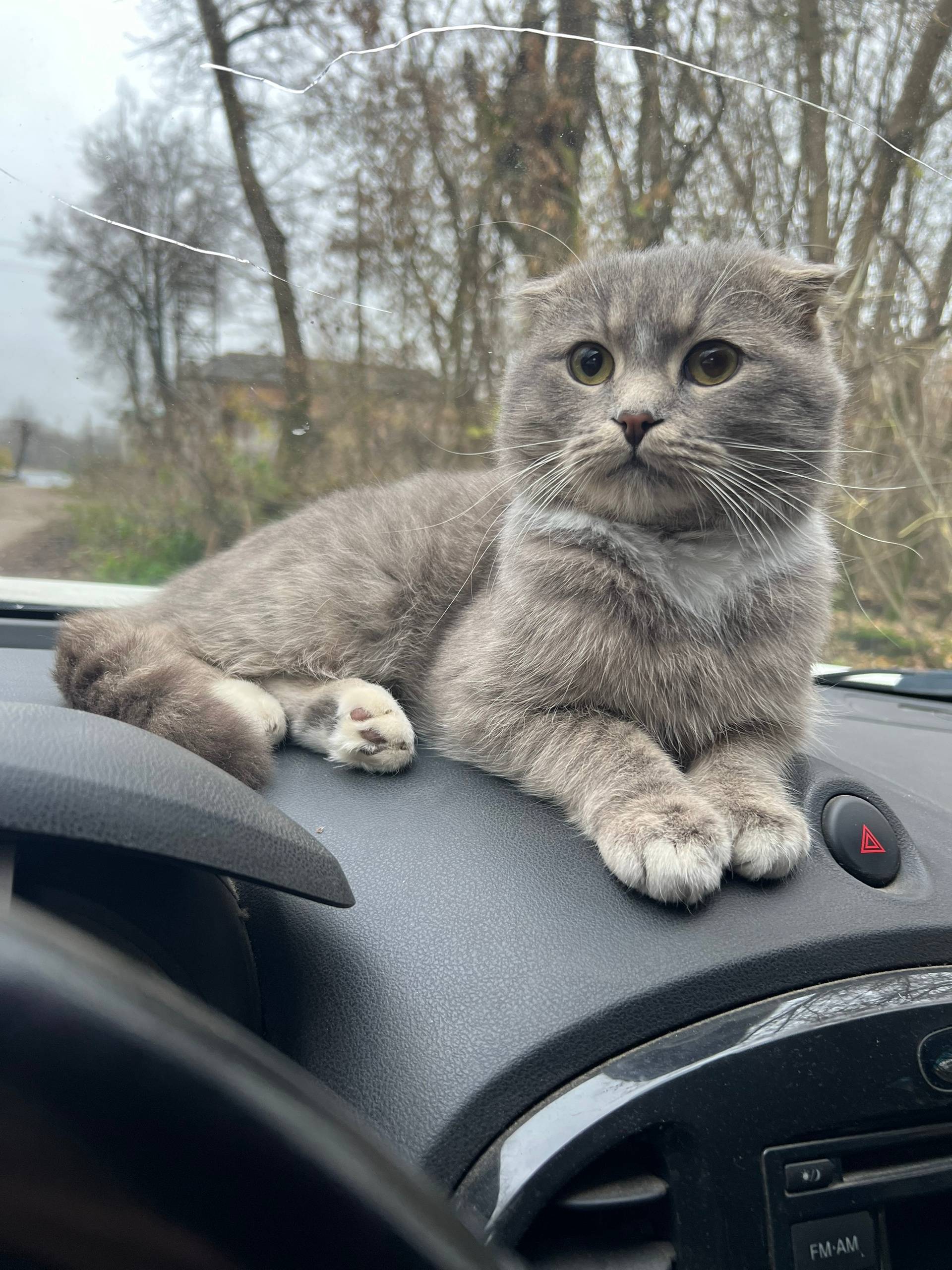 Пропал кот Вася в районе Зареч...