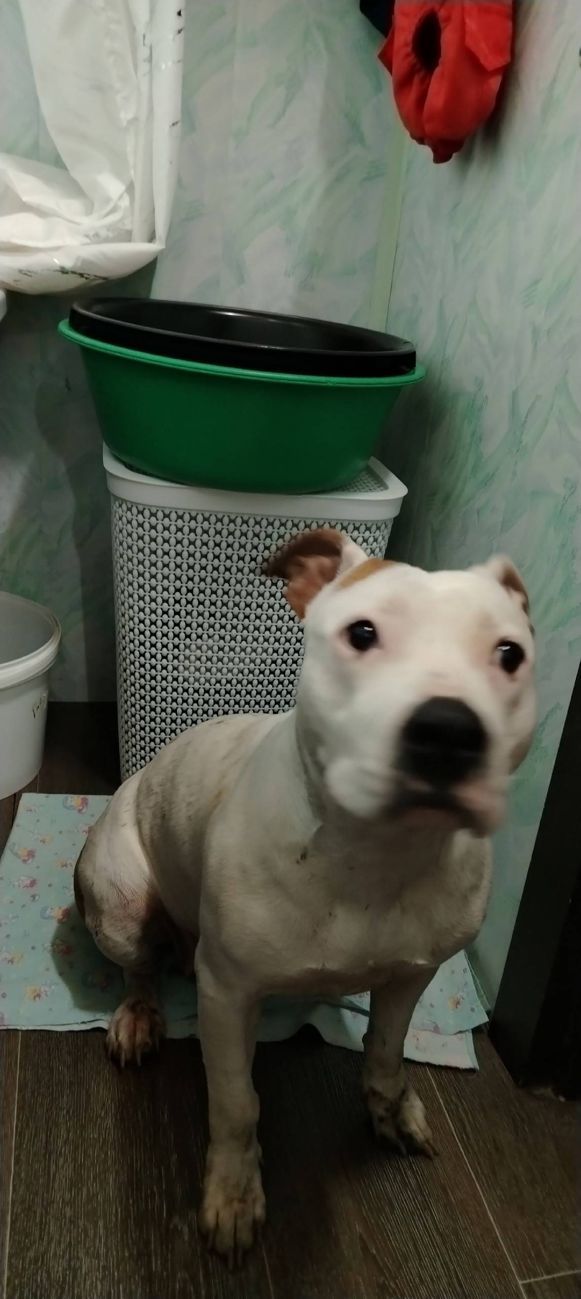 Срочно, найдена собака на доро...