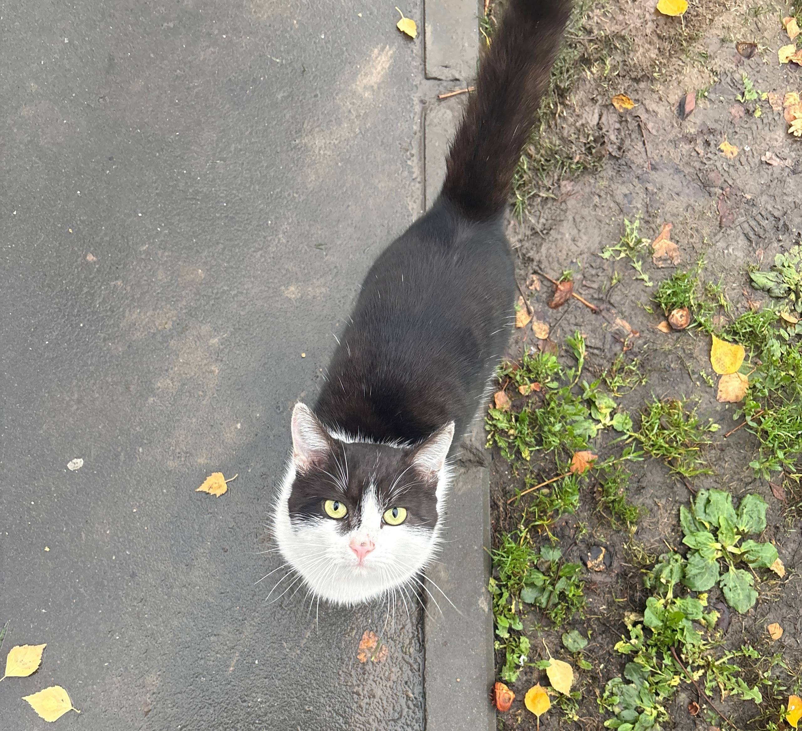 Найден кот! Умный, ласковый, д...