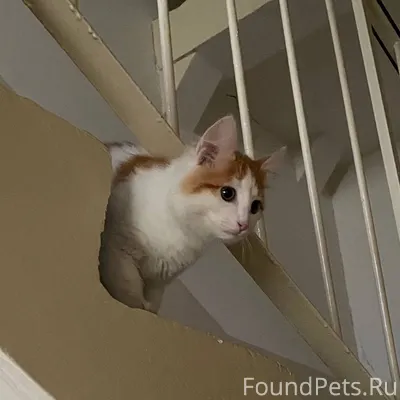 Найден котенок, вроде девочка,...