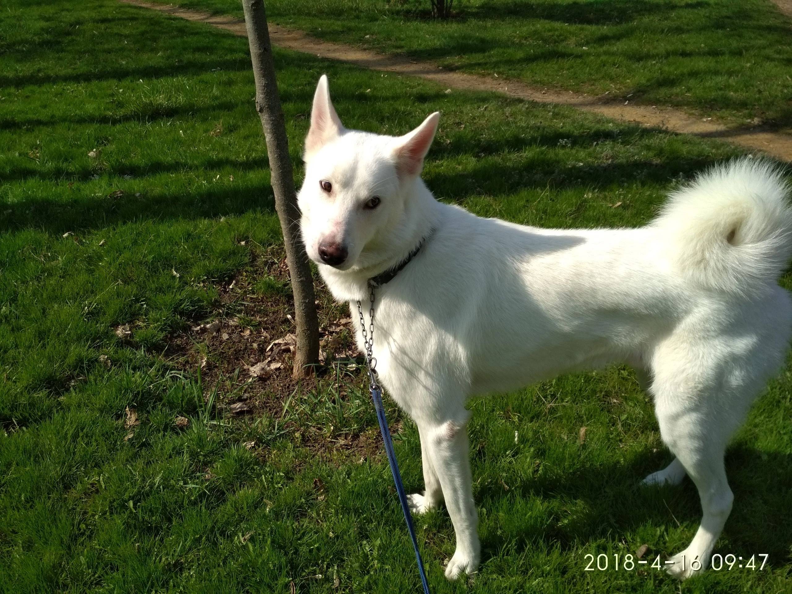 Пропала собака. Лайка, кобель....