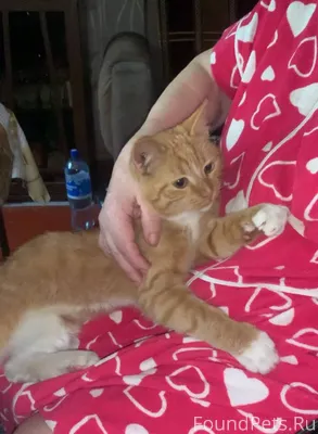 Добрый вечер! Пропал котенок,р...