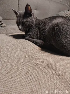 Новороссийск! Потеряшка, Кот! ...