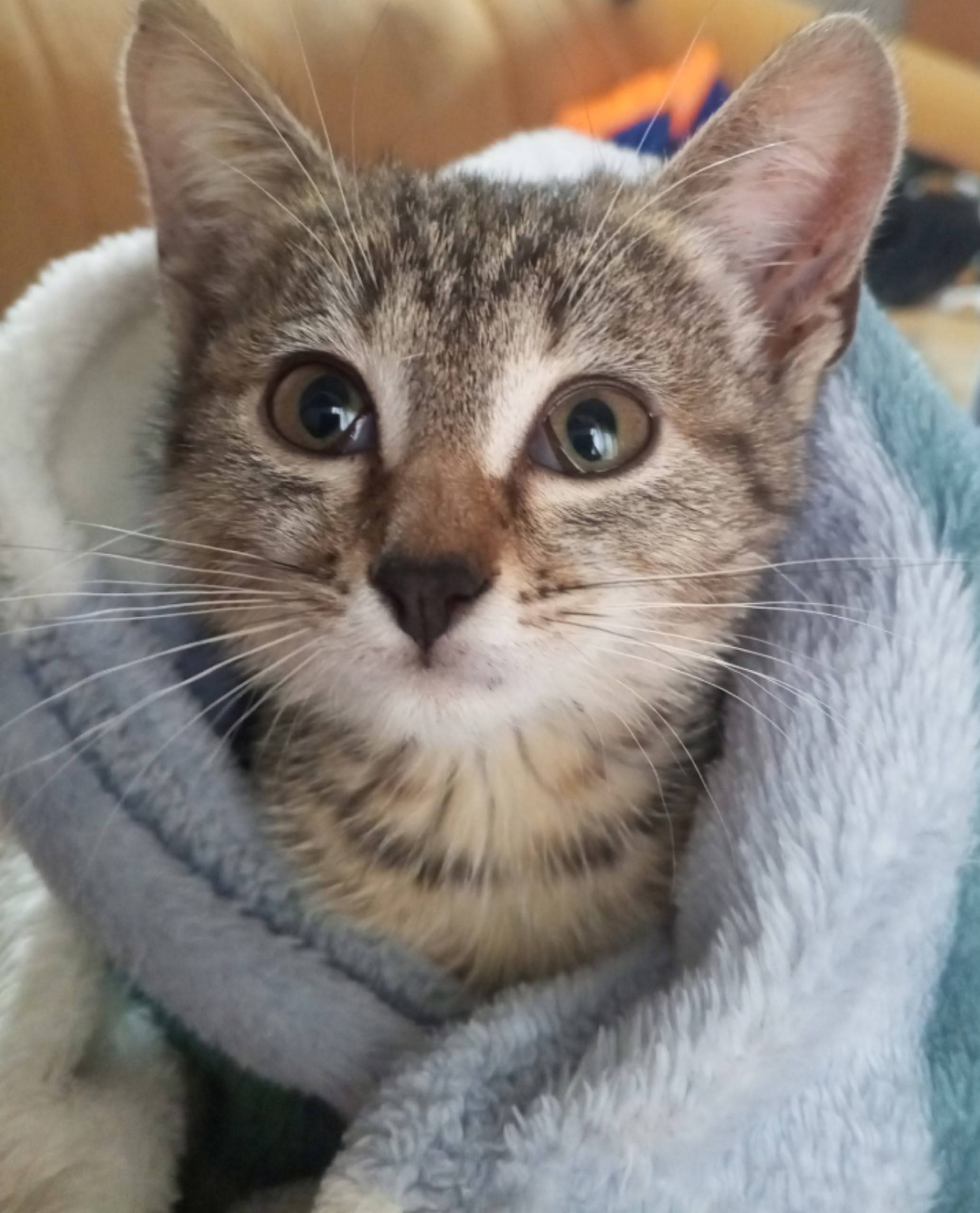 Найден котёнок, на улице Комму...