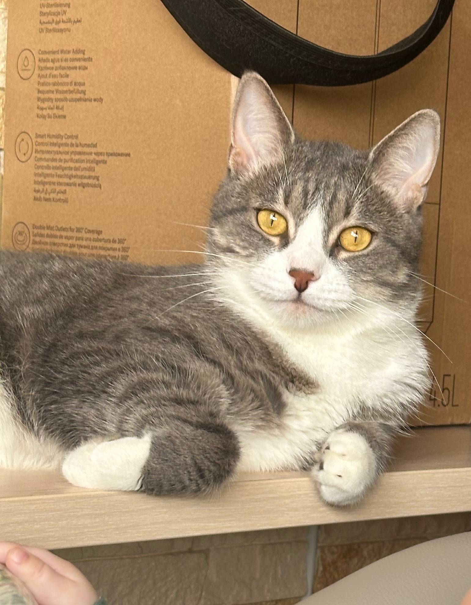 Потерялся кот по имени Чёпик н...