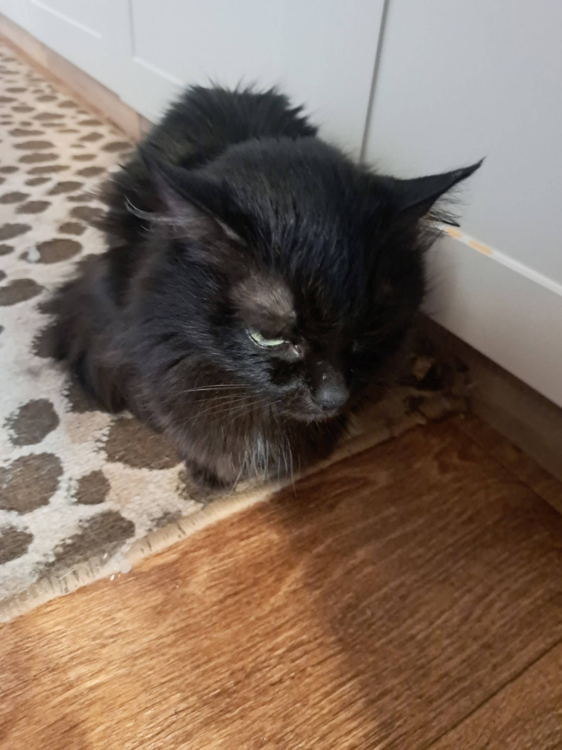 Найдена кошка, себе оставить н...