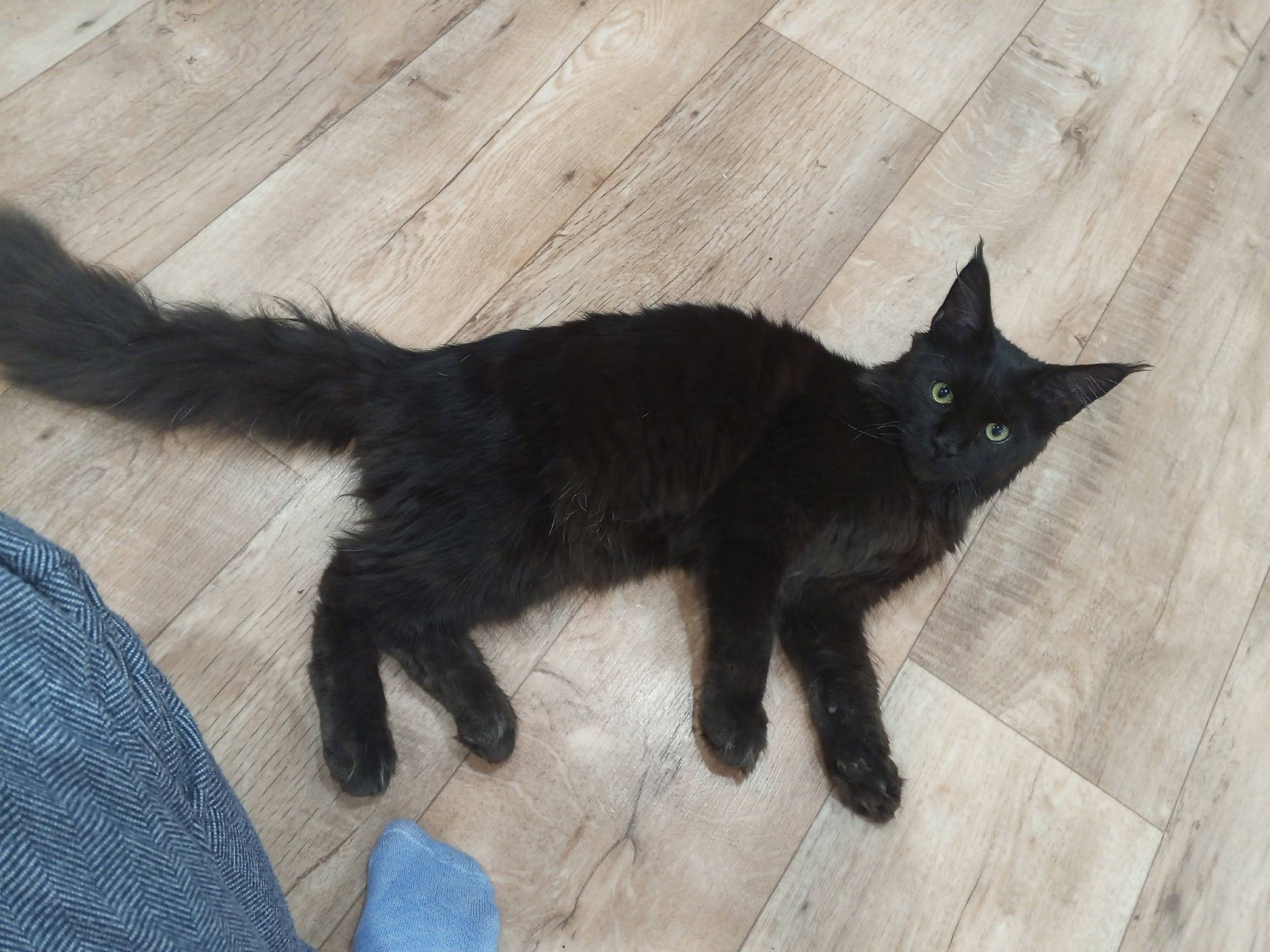 Пропал кот, кличка Барсик. Ста...