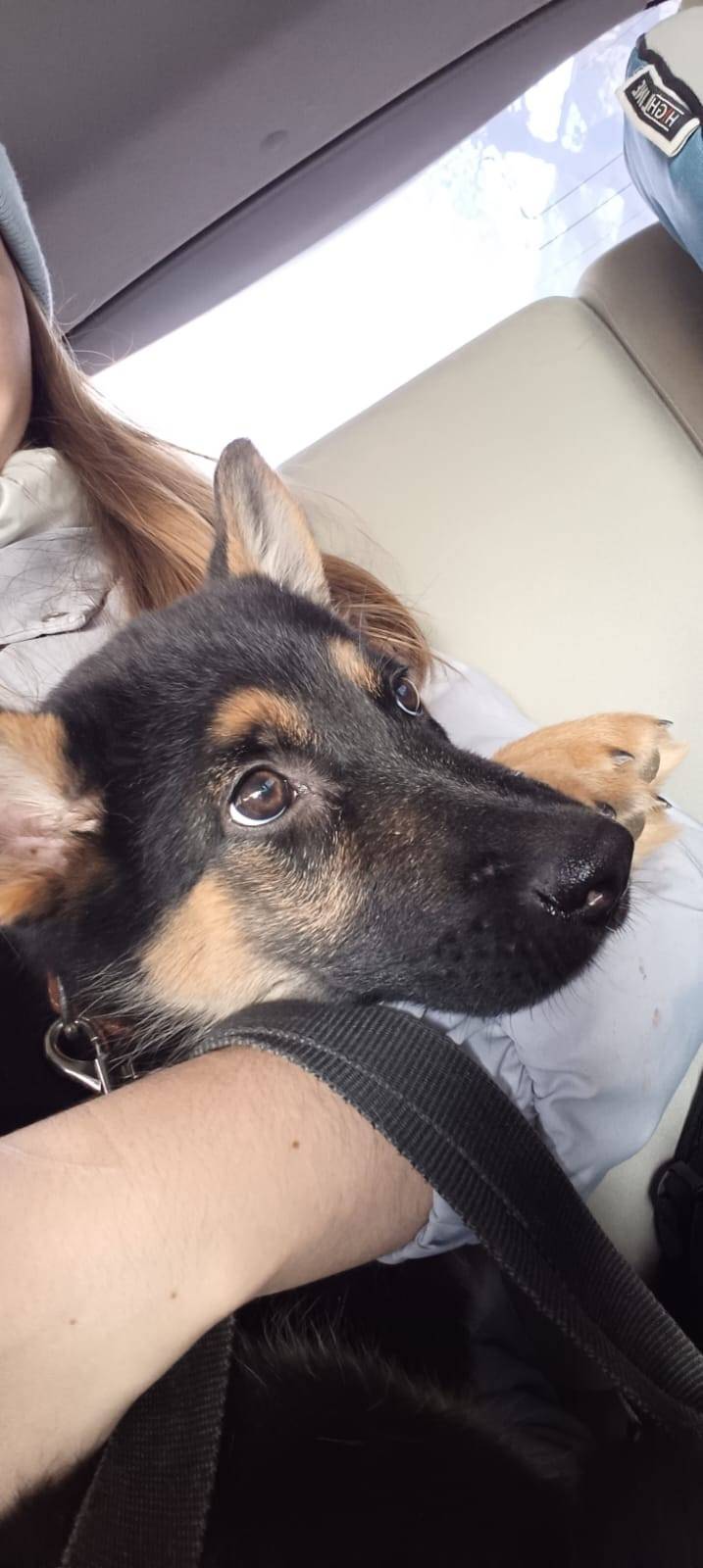 Пропала собака (щенок) в район...