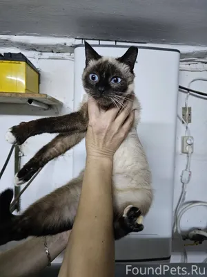 Камышлов Бусинка 🐈 в поисках л...