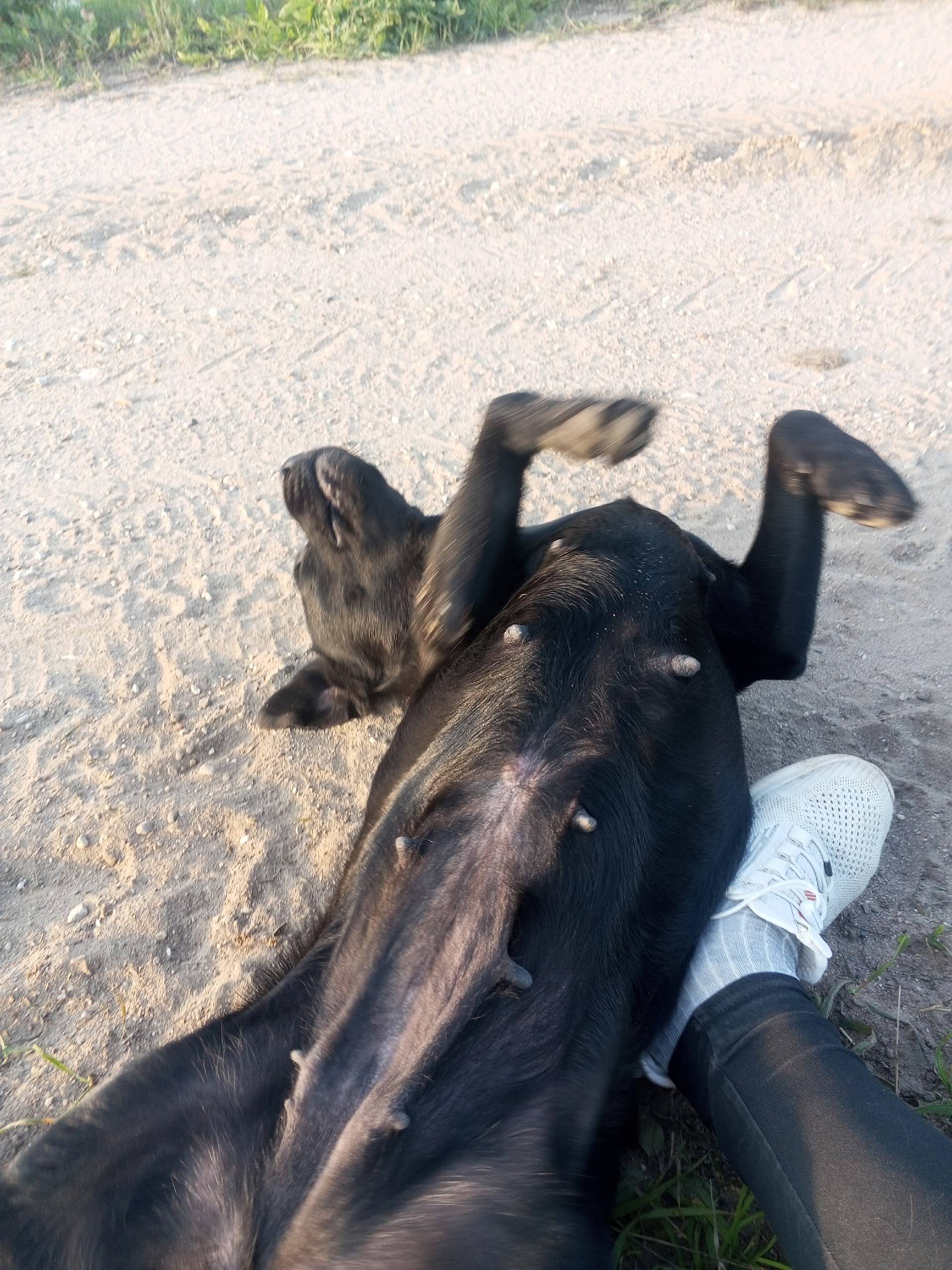 🔍ВНИМАНИЕ! ПРОПАЛА СОБАКА!🔎 Пр...