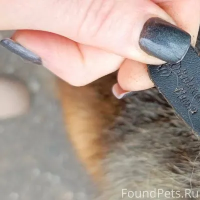 В районе ГПЗ найдена собака! М...