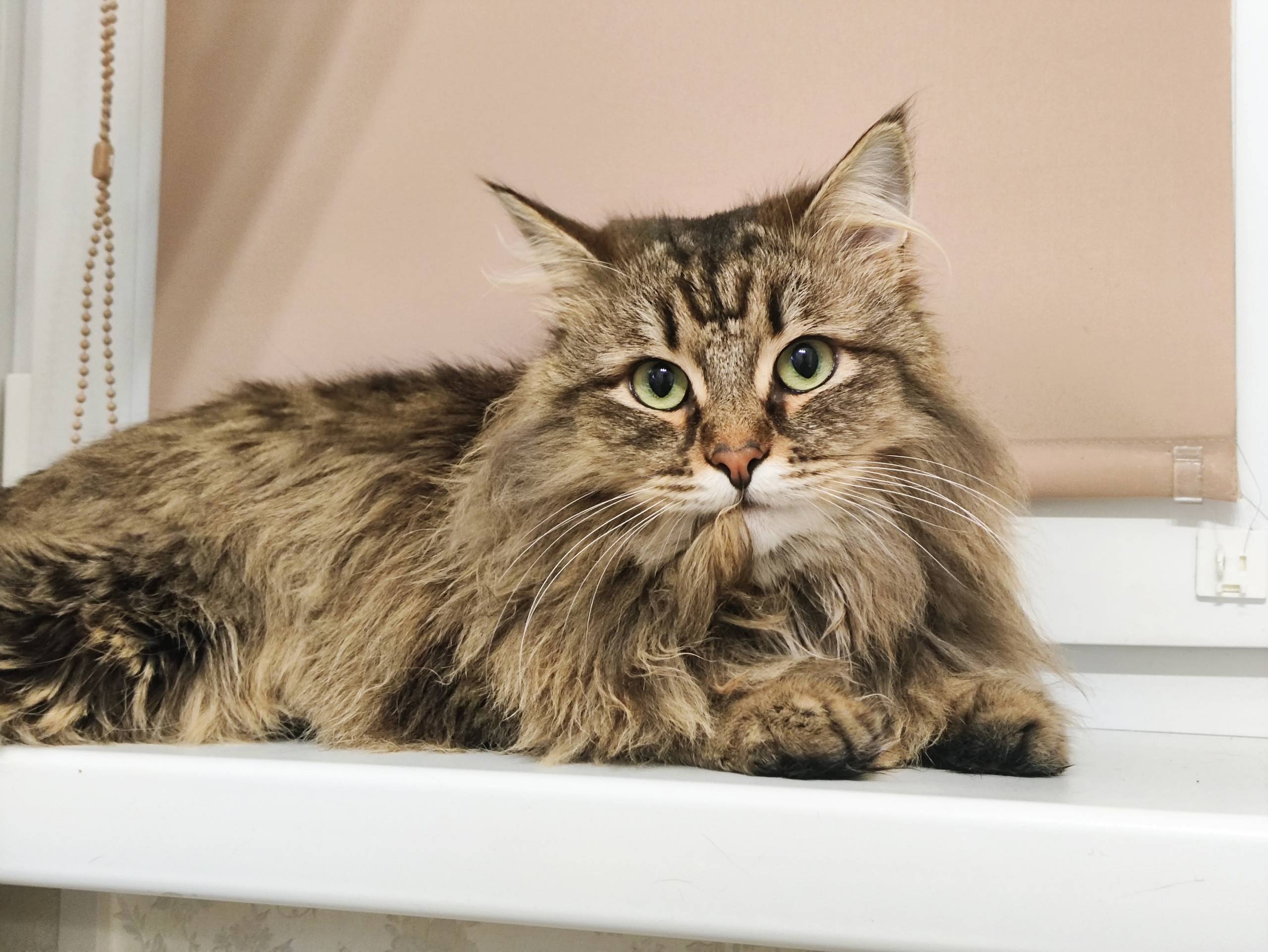 Пропал кот! Курган, Бурова-Петрова