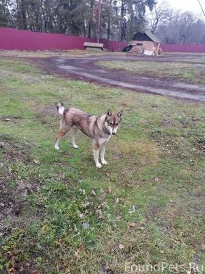 В поселке Водострой на террито...