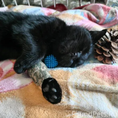 Кошка с тяжелым прошлым... Заш...