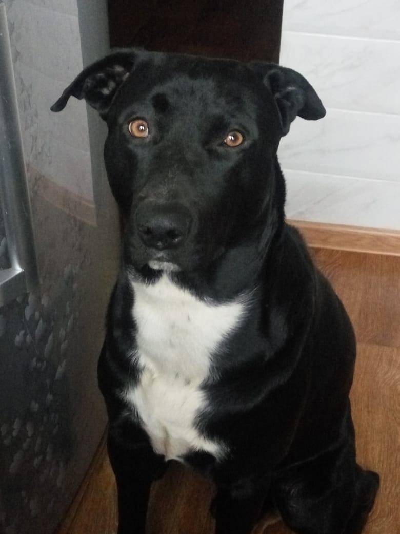 🆘️️ Ищем!!!🆘️ Потерялся сегодн...