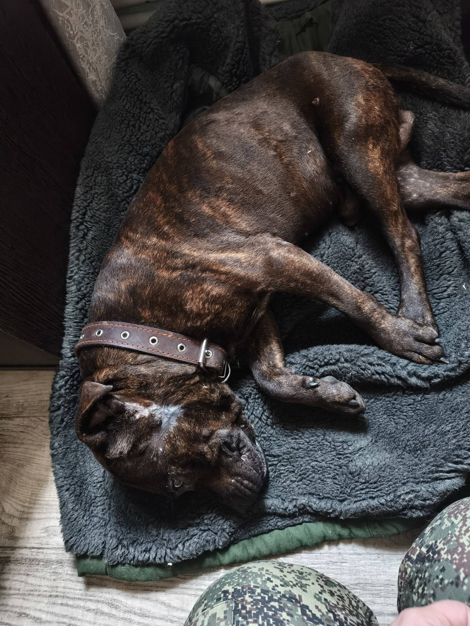 В Майкопе потерялся или был вы...