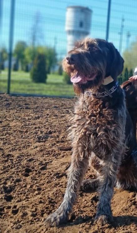 Потерялся пес по кличке Рэм. У...