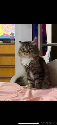 ПРОПАЛ КОТ! 13 ноября около 8....