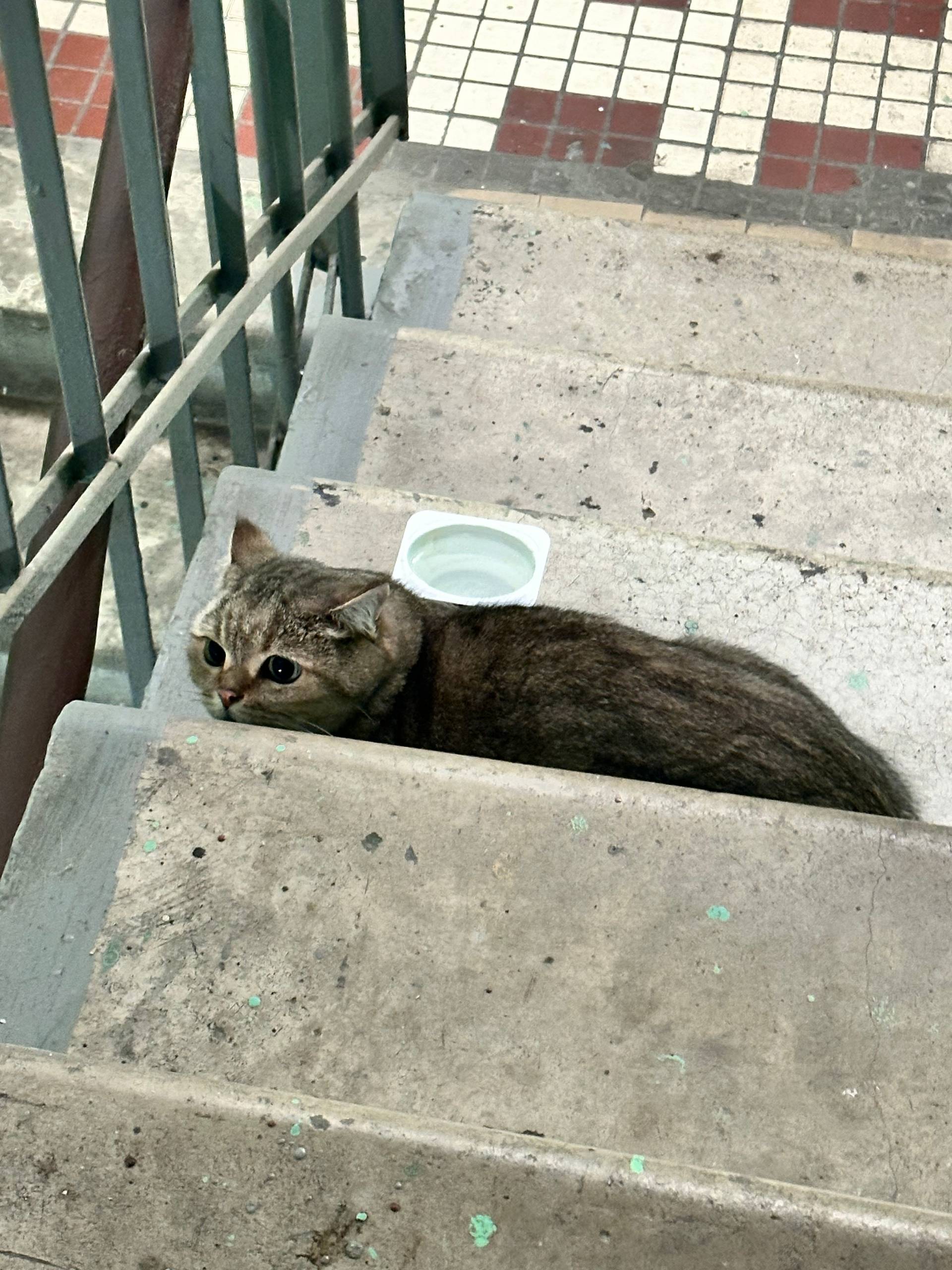 Здравствуйте! Найдена кошка, в...