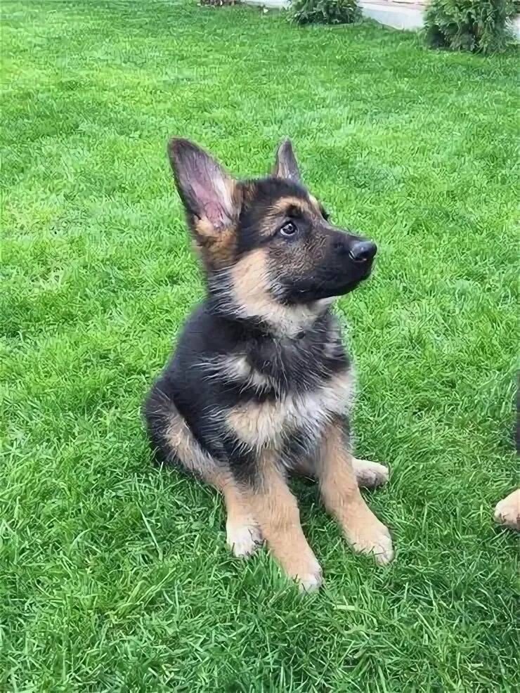 Потерялся щенок немецкой овчар...