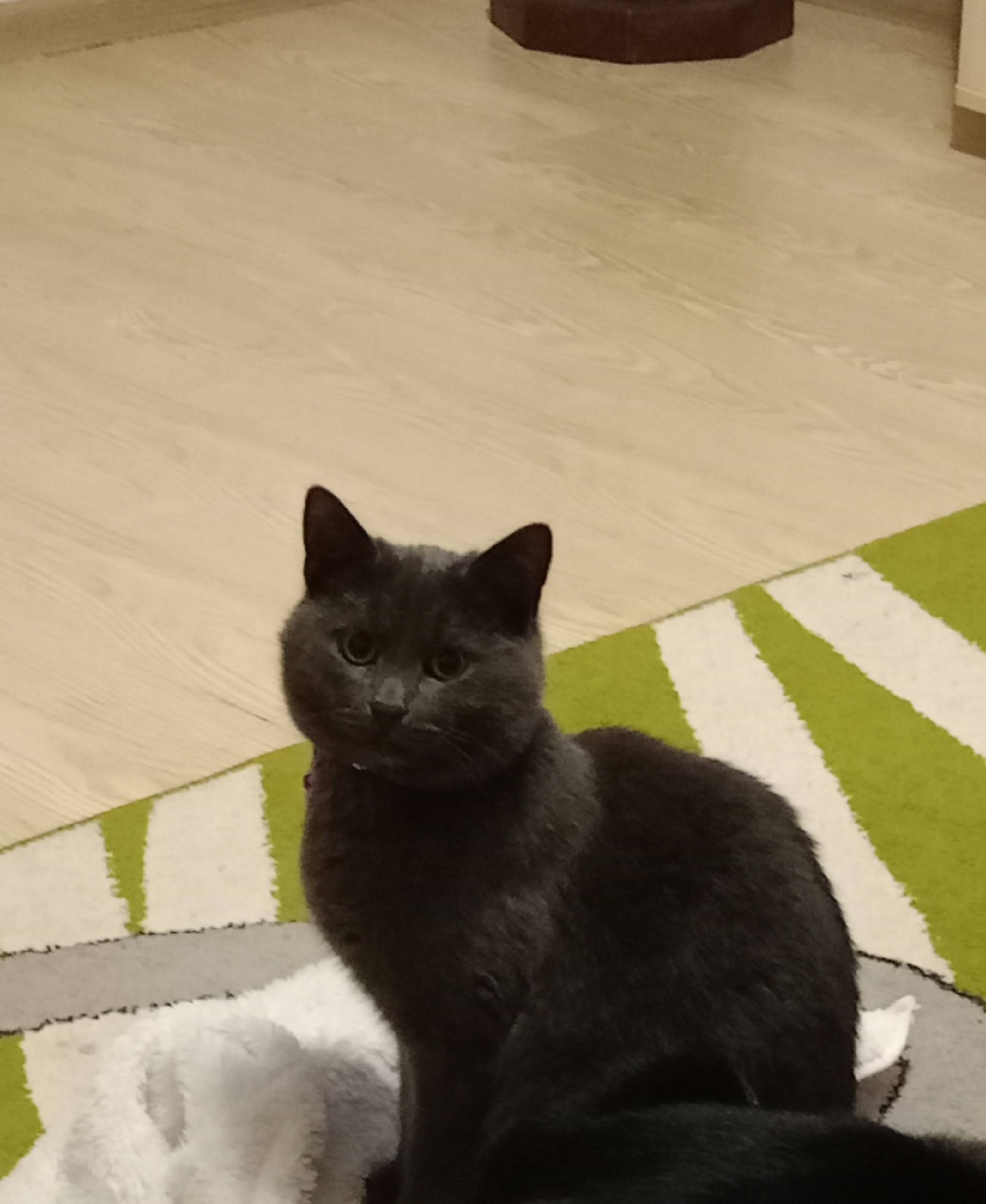 Здравствуйте! Пропал кот в рай...