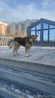 Чей пес!!! Бегает по набережно...