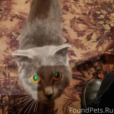 Чей потеряшка?? Нашли породист...