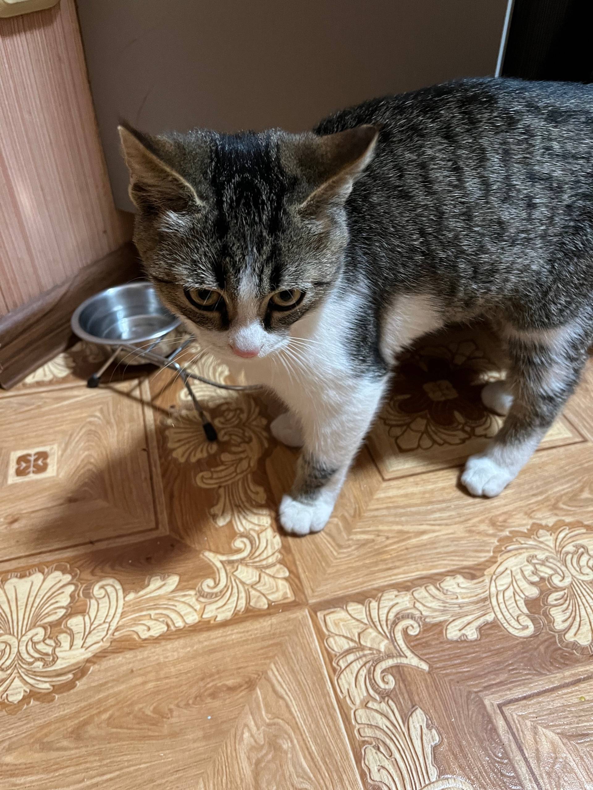 На 30ке был найден котенок, с....