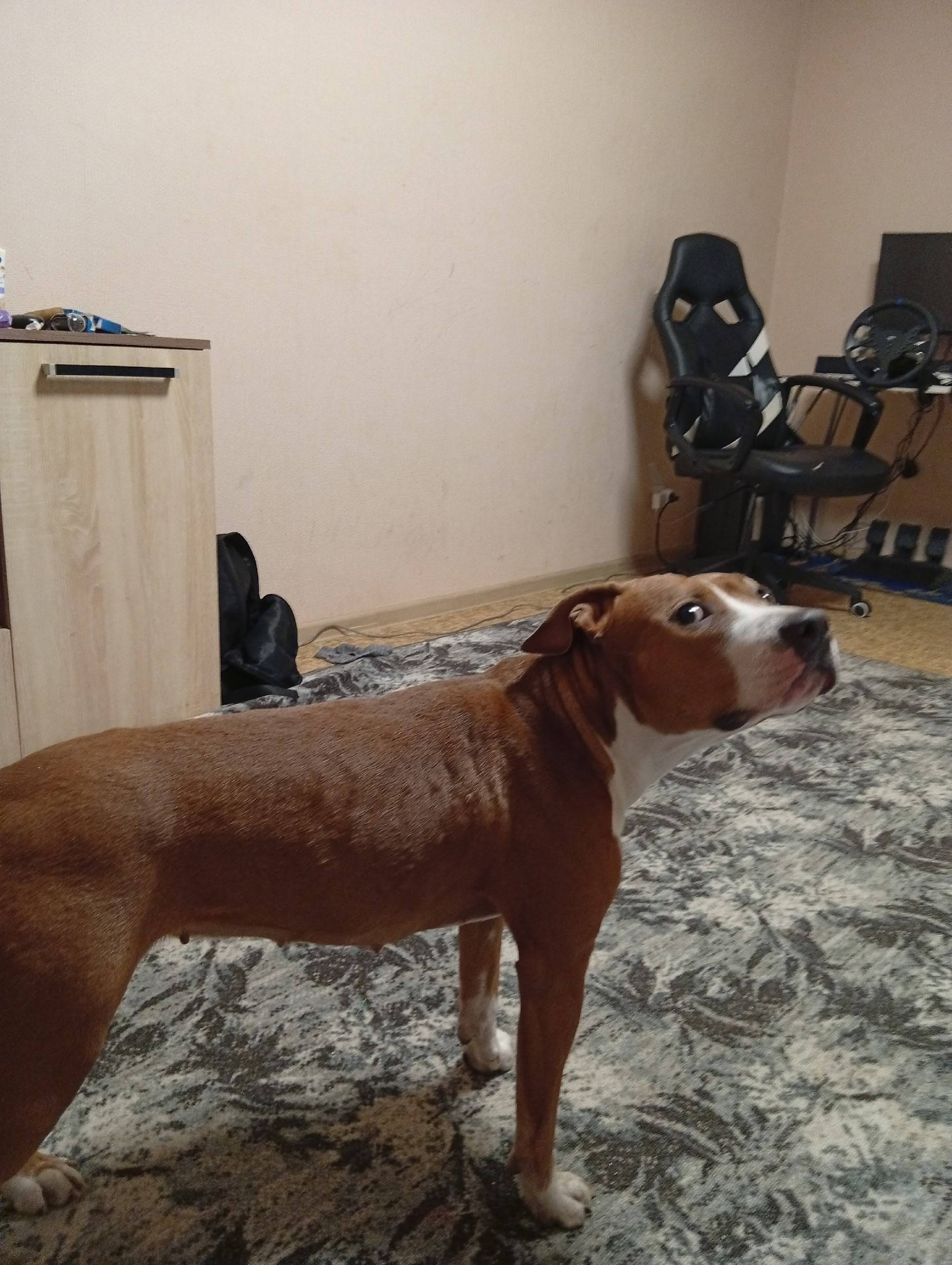 Кто потерял собаку северный ул...