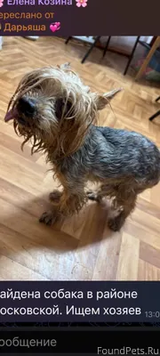 Найдена собака в районе Москов...