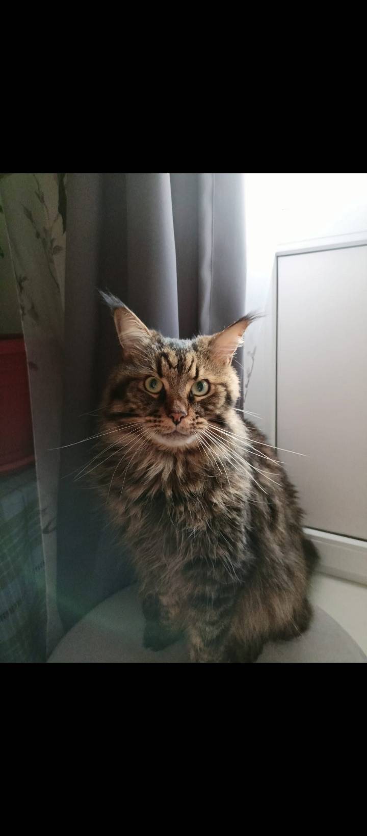 Пропал кот в Гвардейском посел...