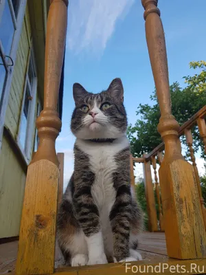 11.12.25 Пропал кот Тишка...