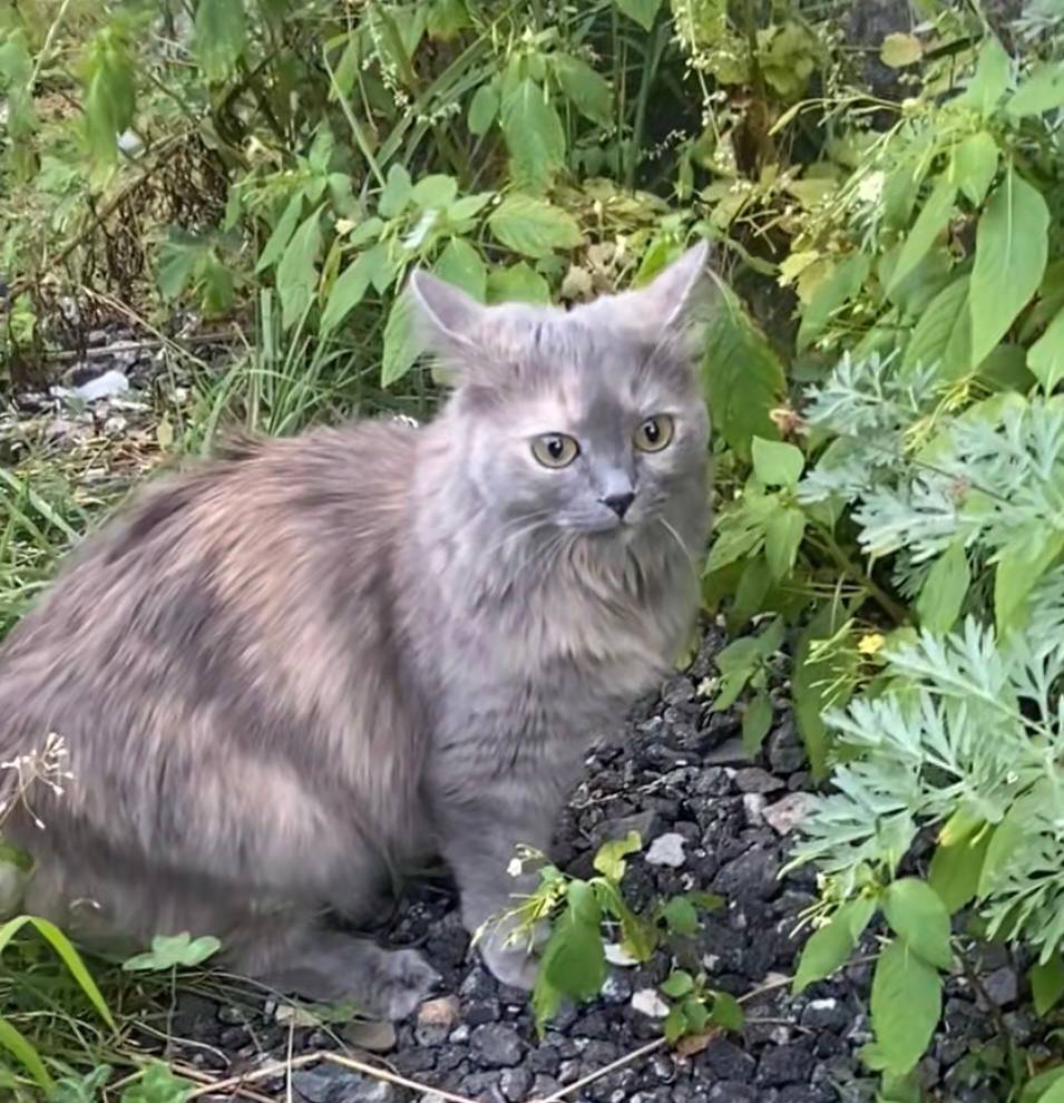 Продолжаем поиск любимого пито...