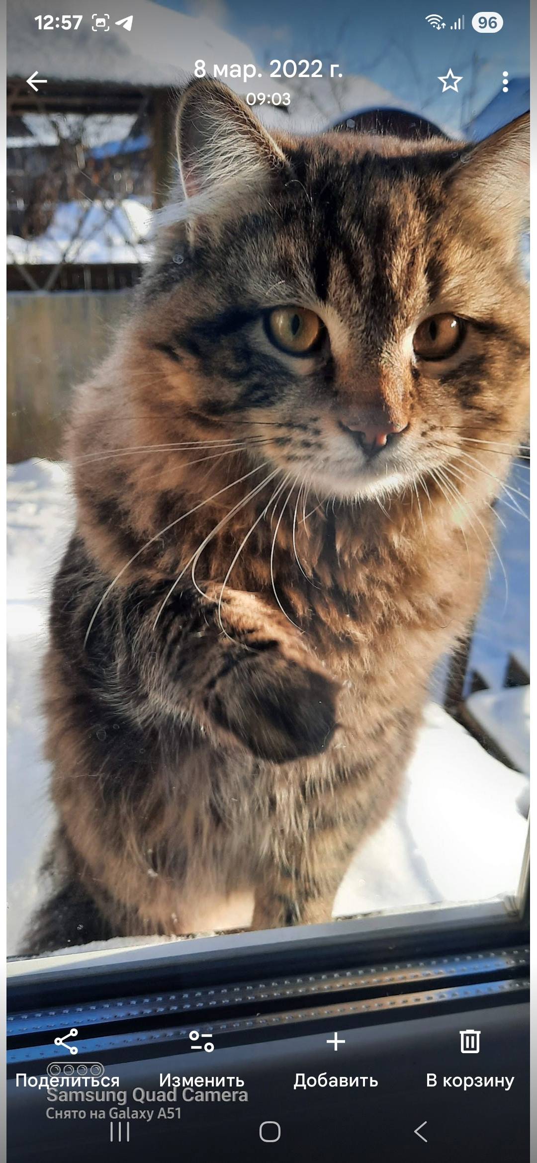 13.11. Пропал кот. Ул. Северна...