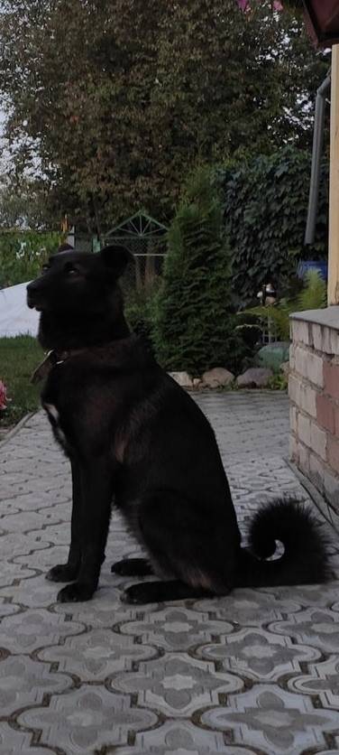 Переславль! Пропала собака,дво...