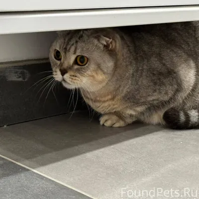 В ЖК Левада 12.11 найдена...