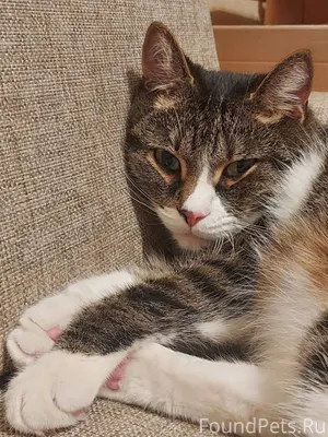 Пропала кошка! Пожалуйста, мак...