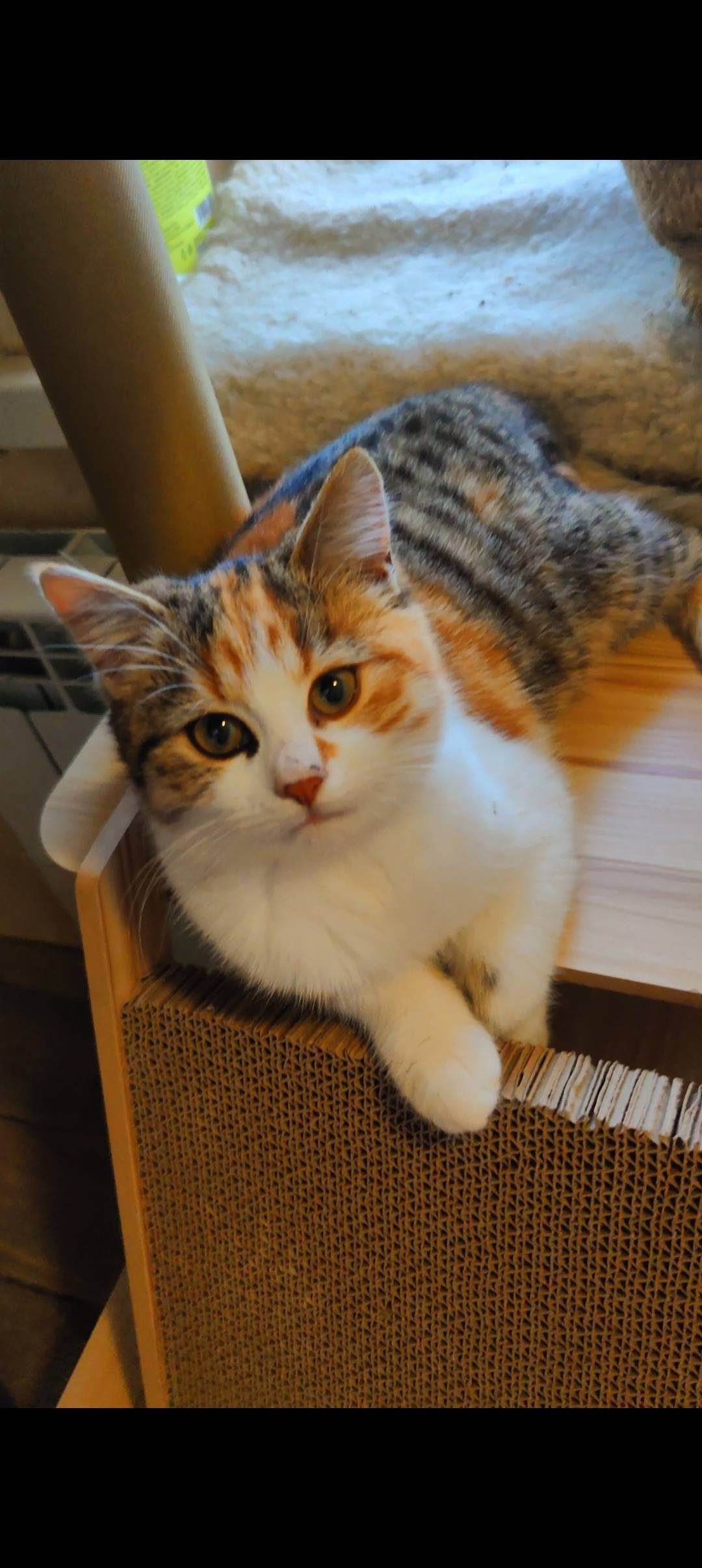 Кто потерял котёнка? У магазин...