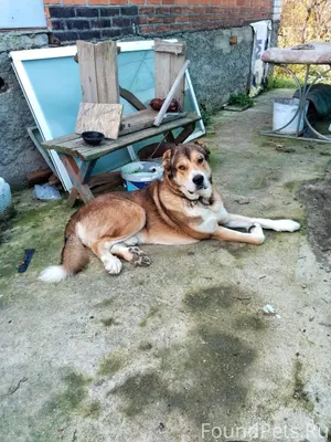 Ищем хозяина. Приблудился пес,...