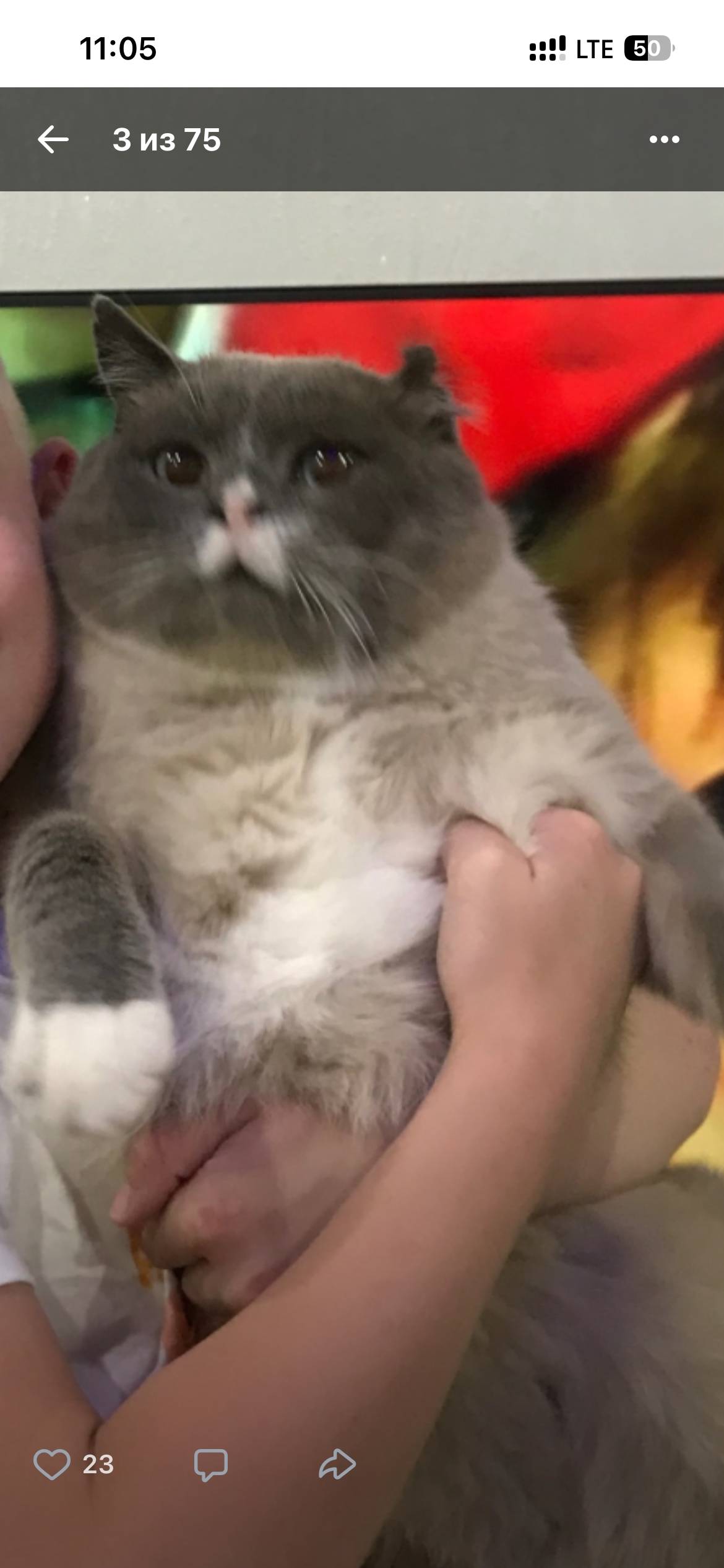 Пропал наш любимый кот!😢 Пропа...