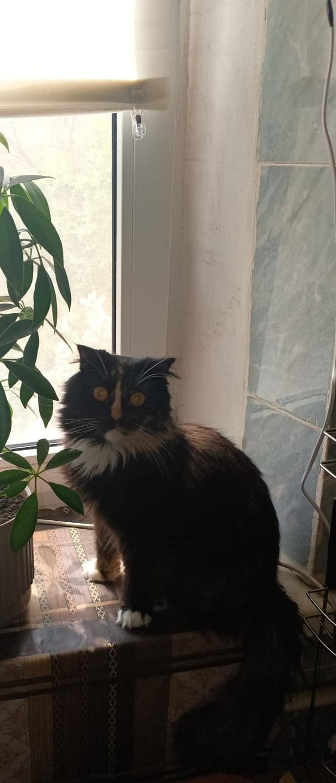 Пропала кошка 