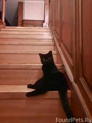 Дубровинского 52а пропала кошк...