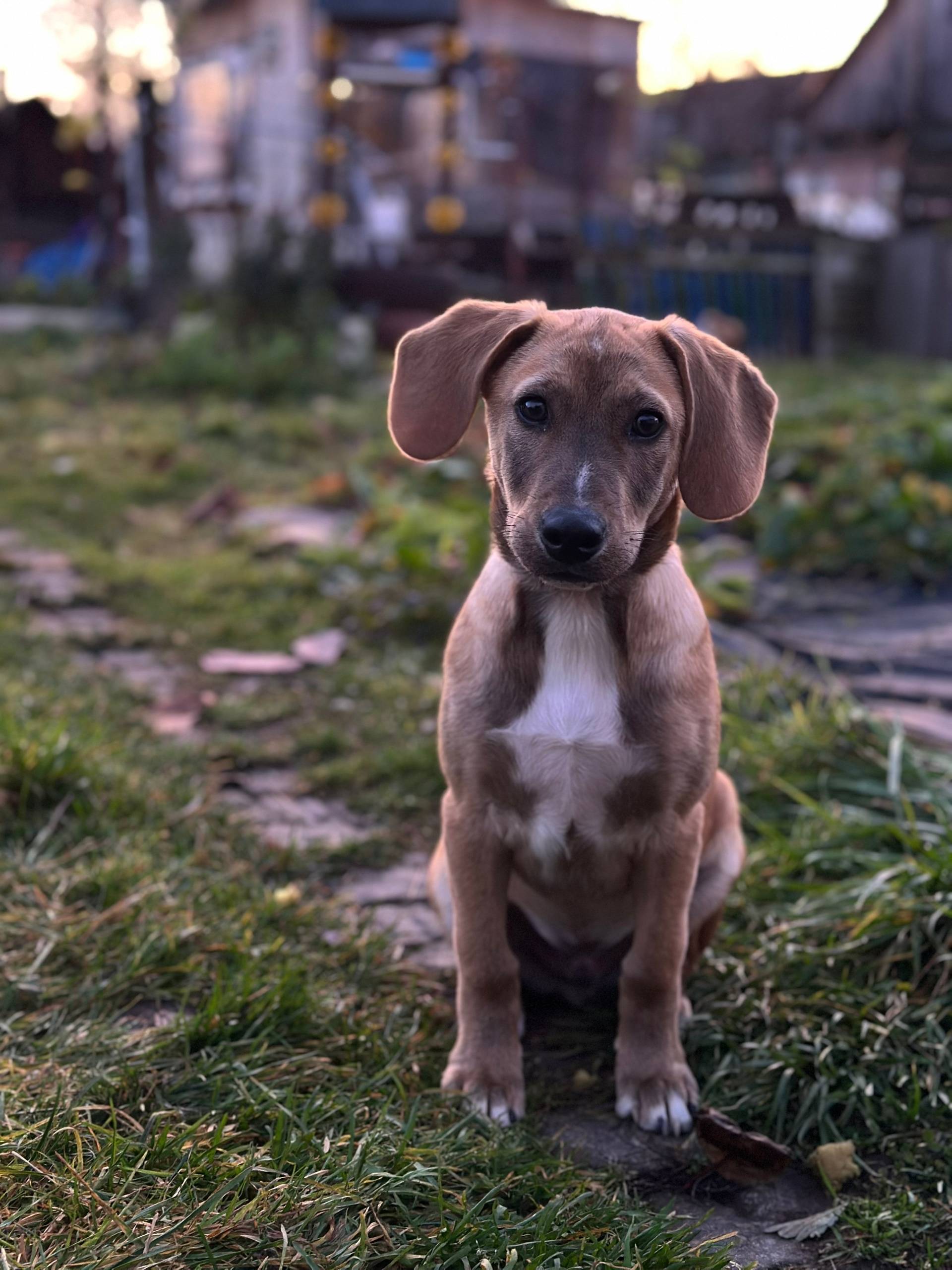 Пропала собака, в районе трико...