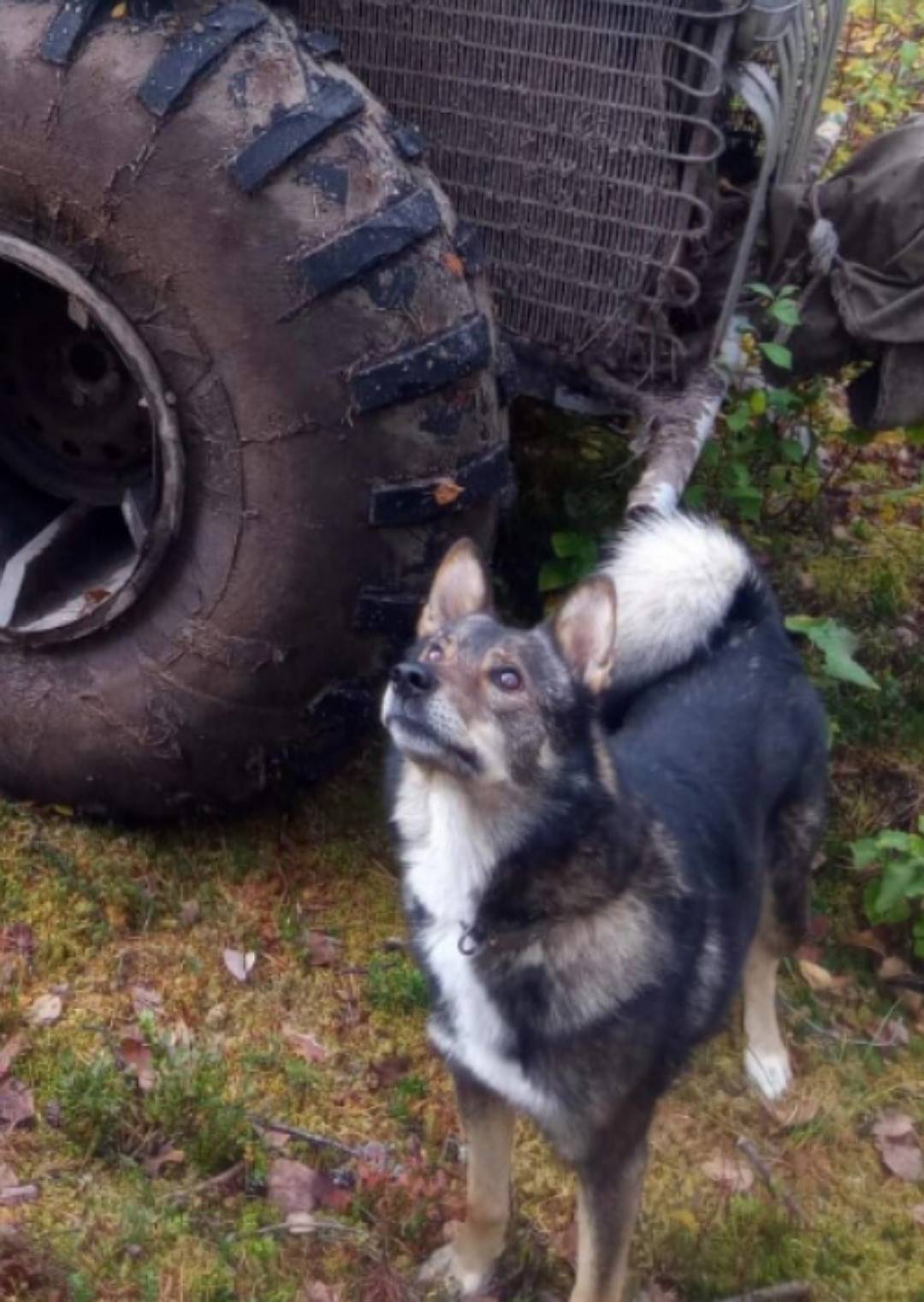 Потерялась собака 10 ноября по...