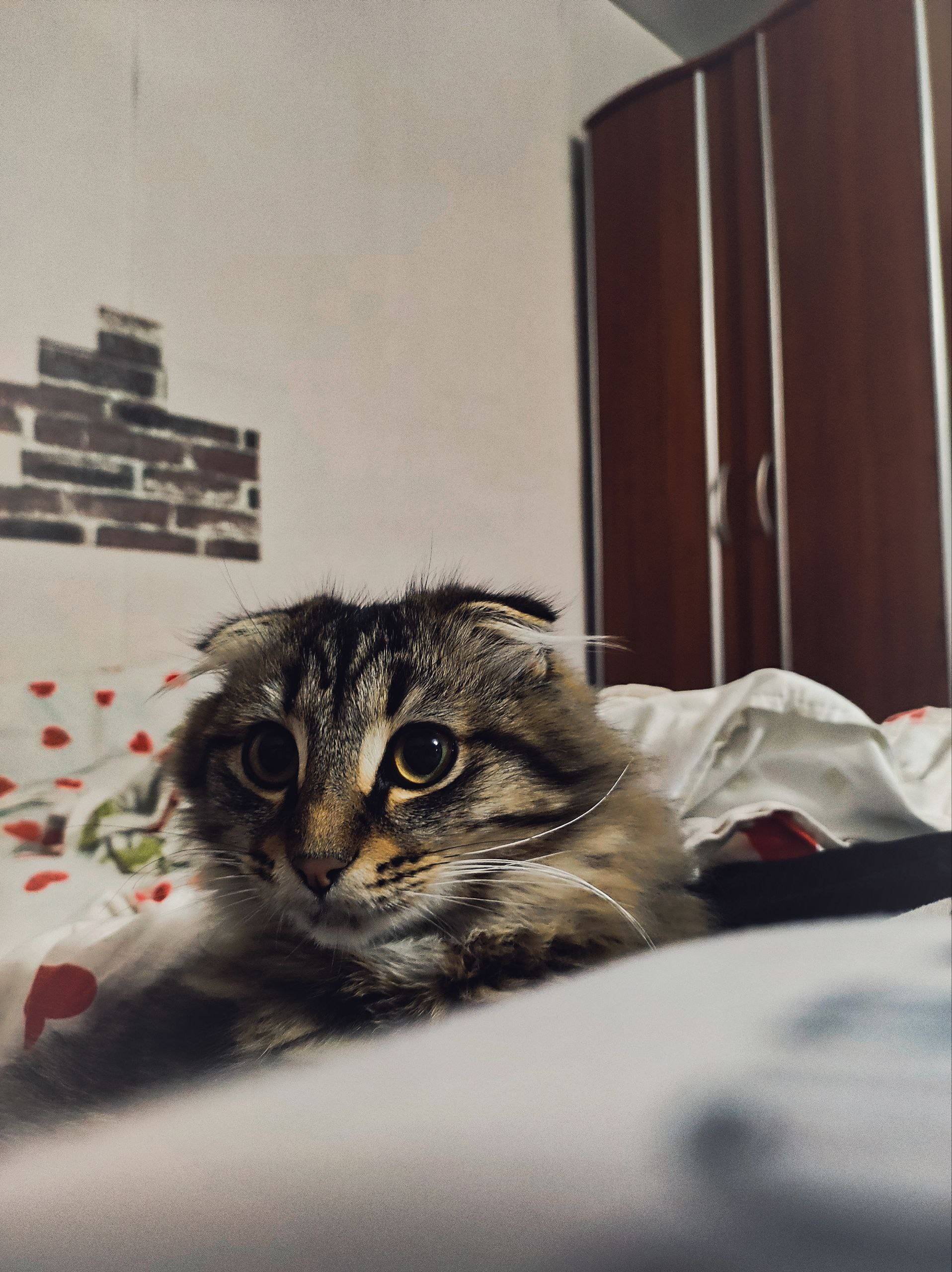 Пропал кот В районе первой шко...