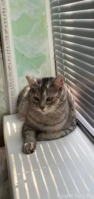 Пропала кошка , отзывается на ...