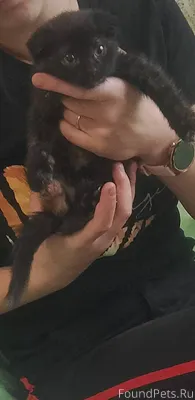 Пропал котенок,может кто видел...