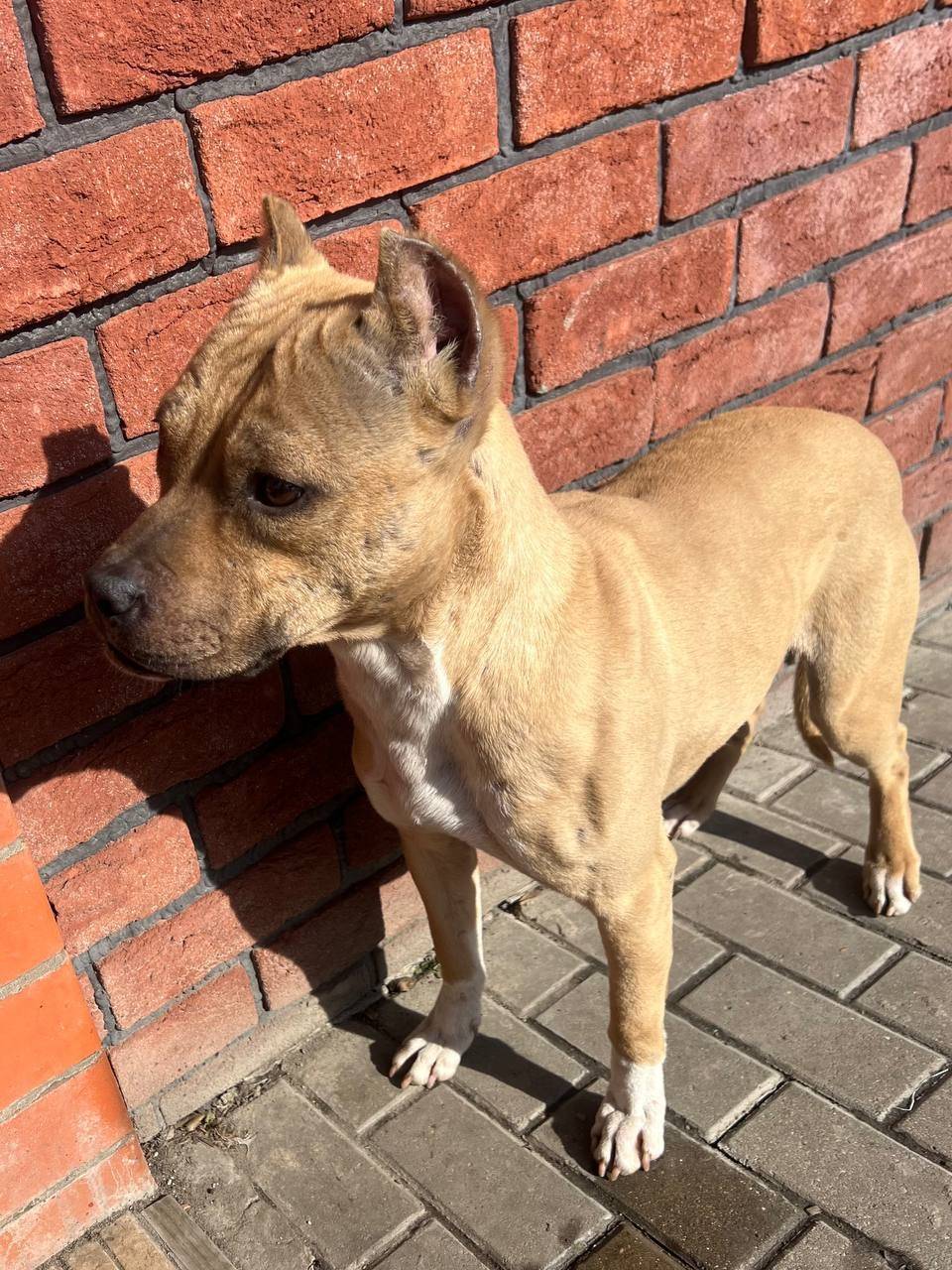 Добрый день , потерялась собак...