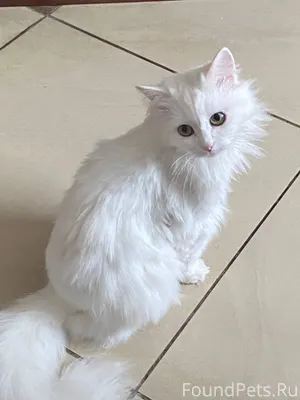 ПРОПАЛА КОШКА! в деревне Жучки...