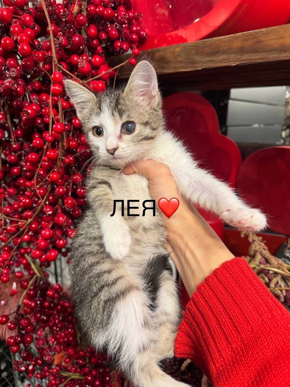Ласковая, спокойная котенок-де...